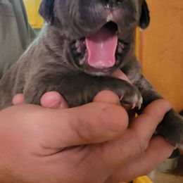 Cane Corso Puppies from Samantha Jackson