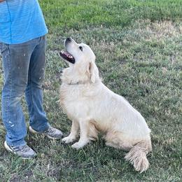 GIA - Golden Retriever