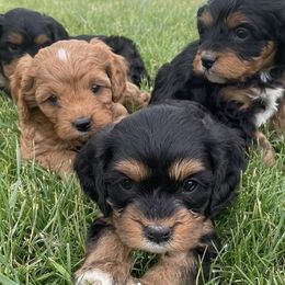 Cavalier King Charles Spaniels and Cavapoos from Sunny Hill Puppies