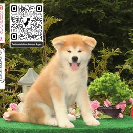 Boy 6 - Red male Japanese Akitainu puppy in Maryland from Capital Akita