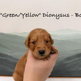 Dionysus - Dark golden male Golden Retriever puppy in Weston, Missouri from Love is Golden