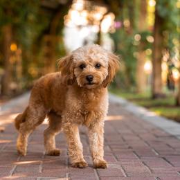 Georgia - Goldendoodle