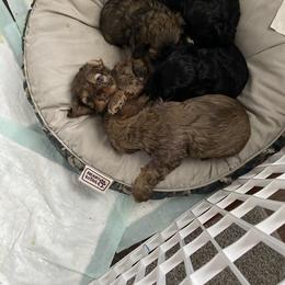 Cocker Spaniel Puppies from Kaleidoscopic Creations