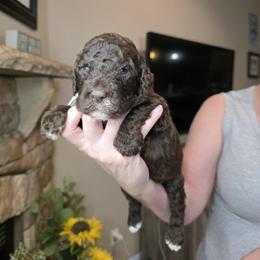 White collar - Chocolate female Goldendoodle puppy in Sanderson, Florida from Serenity Goldendoodles