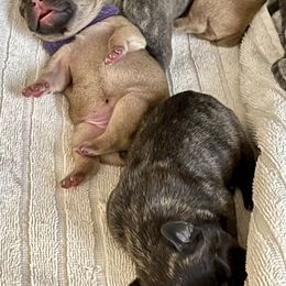 French Bulldog Puppies from A Pair of Ears