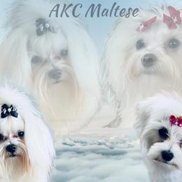 Maltese puppies from Rockin Rivers AKC Maltese & Malshi's