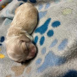 Red - Cream male Cocker Spaniel puppy in Phil Campbell, Alabama from Clark’s Cocker Spaniels