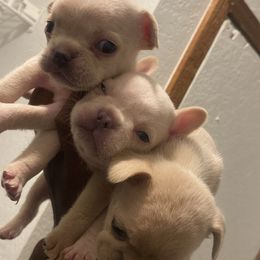 French Bulldog All Grown Up from Barters kennel