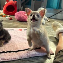 Butter - Gold female Chihuahua puppy in Summerfield, Florida from Uey’s Chihuahuas
