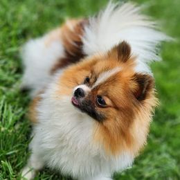 FIJI - Pomeranian