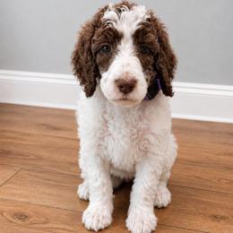 Violet - Parti female Poodle puppy in Dover, Delaware from Dogtastic Poodles