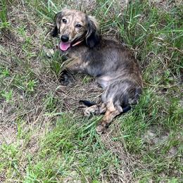 Dachshund Puppies from Camacho_Dachshunds