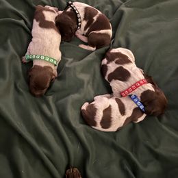 4 males - Liver roan male German Shorthaired Pointer puppy in Osawatomie, Kansas from Doyle’s GSP