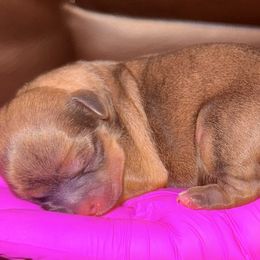 Josey - Black and gold female Shorkie puppy in Florida from Shorkie Land