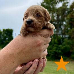 Miniature-3rd pick - Red  male Goldendoodle puppy in Tennessee from Lee Family Puppies