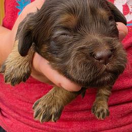 Cocoa - Brown and tan female Cockapoo puppy in Indiahoma, Oklahoma from Phamily Doodles