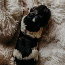 Newfoundland Puppies from Kinson Ridge Giants