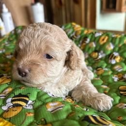 Phoebe, 3 weeks old - Buff female Cockapoo puppy in Crawford, Colorado from Saddle Mountain Doodles