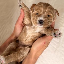 Goldie - Gold female Australian Labradoodle puppy in Citrus Heights, California from Elite Blend Labradoodles