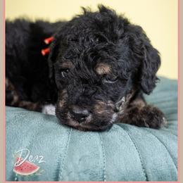 Tater - Tri-color male Bernedoodle puppy in Connersville, Indiana from Deaz Doodle Ranch