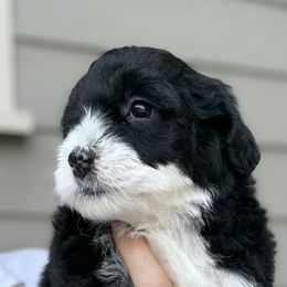 Rayne - Black and white female Sheepadoodle puppy in Roseburg, Oregon from Sharon’s Sheepadoodle’s
