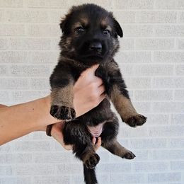 Georgette 'Googie' Withers - Sable female German Shepherd puppy in Winston Salem, North Carolina from Samtastic Shepherds