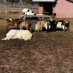 Groot - Maremma Sheepdog