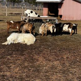 Groot - Maremma Sheepdog