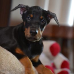 Doberman Pinscher Puppies from Obsidian Kennels