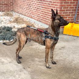 Stellar's Anything but Uranus - Gold brindle male Dutch Shepherd puppy in Lake City, Florida from Crosspointe Canines