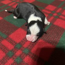 Black tri - Black tri-color male Australian Shepherd puppy in Saratoga Springs, New York from Rock Springs Australian Shepherds