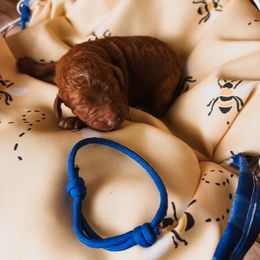 Dark Blue Collar Boy - Red  Poodle puppy in Mountain Grove, Missouri from Swan Field Farms