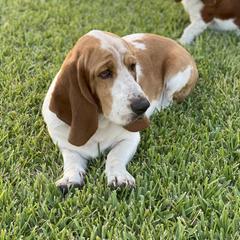 Ruger - Basset Hound