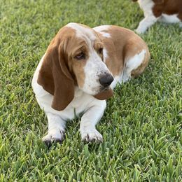 Ruger - Basset Hound