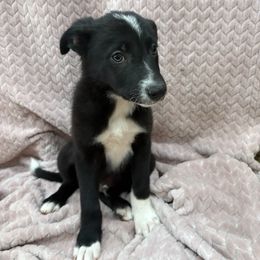 Max - Black and white male Border Collie puppy in Taylor, Arizona from Vowell Farm Border Collies
