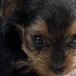 Yorkshire Terriers from Jasper’s Yorkshire Terriers