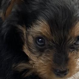 Yorkshire Terriers from Jasper’s Yorkshire Terriers