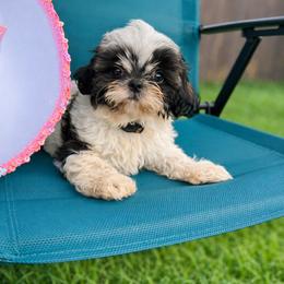Yoonchae (AKA White) - White female Shih Tzu puppy in Leander, Texas from Leander Shih Tzu