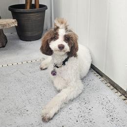 Bernedoodles, Goldendoodles, and Poodles from Beach Doodles