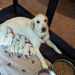 Golden Retriever Puppies from Heckmans English Cream Golden Retrievers