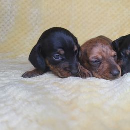 Dachshund Puppies from Far Far Away Dachshunds