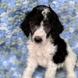 Poodle Puppies from Silver Lining Poodles