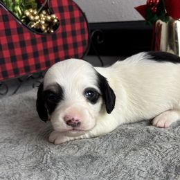 Eoyore606 - Piebald male Dachshund puppy in Gilbertsville, Kentucky from DeLaunes Dachshunds