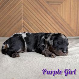 Purple girl - Merle female Goldendoodle puppy in Modesto, California from Two Doods Doodles