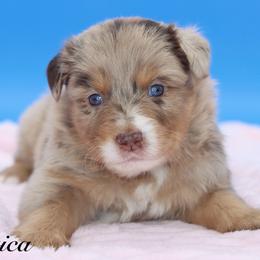 America - Red merle female Miniature Australian Shepherd puppy in Weeki Wachee, Florida from Arlington's Mini Aussies