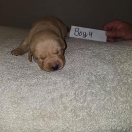Boy 4 - Yellow male Labrador Retriever puppy in Hebron, Kentucky from Top Notches Labrador Retrievers