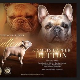 Dutton - French Bulldog