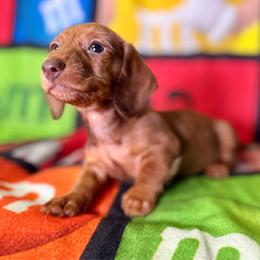 Red - Red male Dachshund puppy in Magnolia, Texas from Hillyard Ranch
