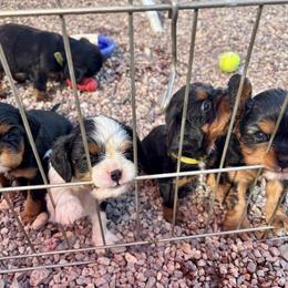 Cavalier King Charles Spaniel puppies from Abbey Road Cavaliers