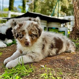 Girl #1 - Red merle Australian Shepherd puppy in Ramona, California from Blue Moon Aussies